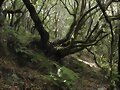 bosque de la Gomera