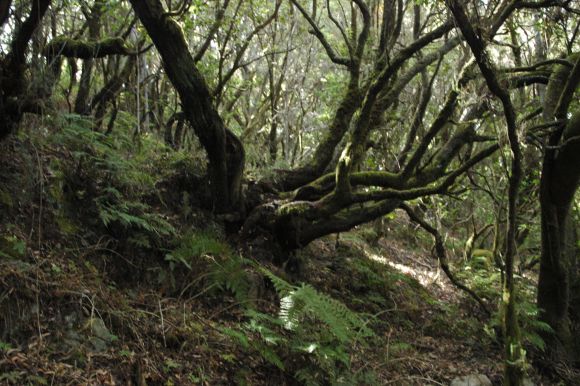 bosque de la Gomera