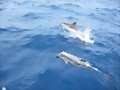delfines