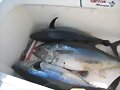 recien pescados