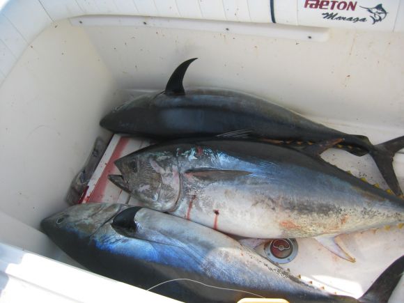 recien pescados