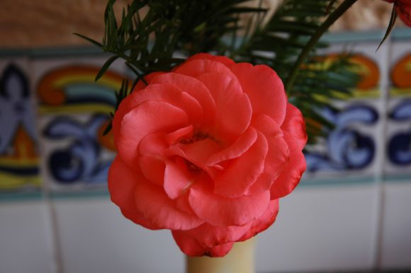 fotos macro