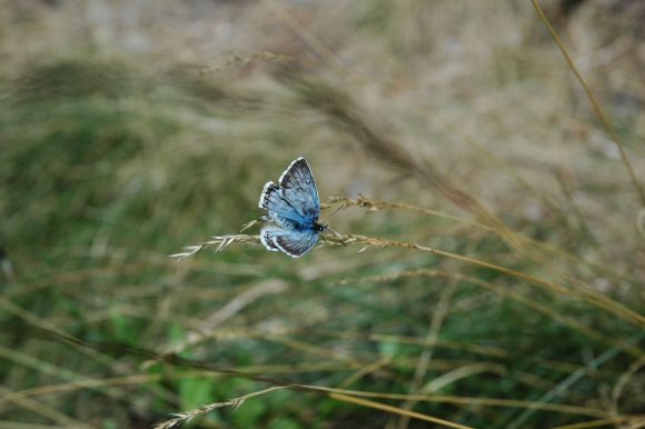 mariposa