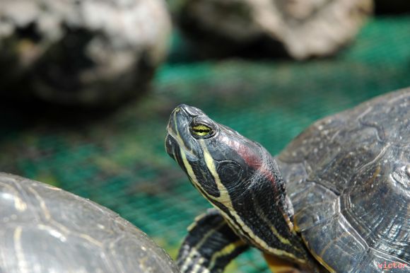 tortuga