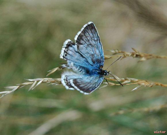 mariposa