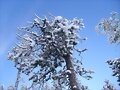 nieve