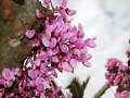 flores de primavera