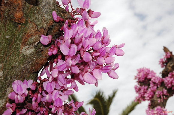 flores de primavera