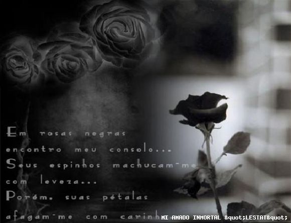 una hermosa rosa para mi amado principe inmortal