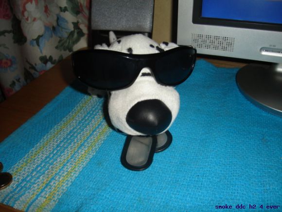 mi perro new