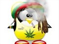 ping&uuml;ino rastaman