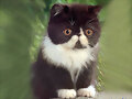 So cute, ne?