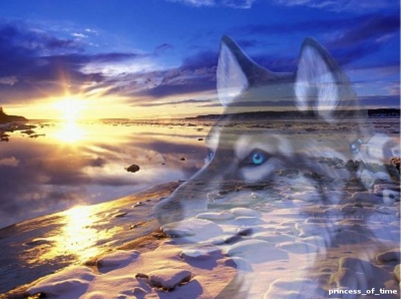 Wolf
