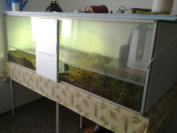 Terrario de carbonarias