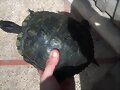 TORTUGA