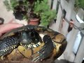 TORTUGA