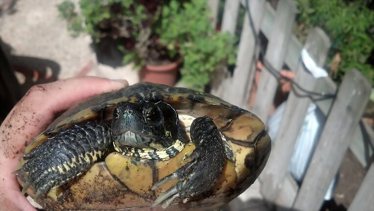 TORTUGA