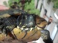 TORTUGA
