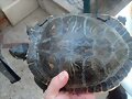 TORTUGA