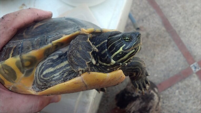 TORTUGA