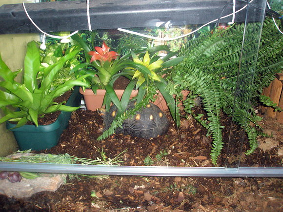 Plantas en el terrario
