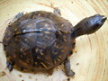 Gamera