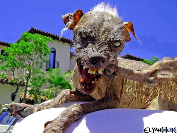 el perro mas feo del l mundo
