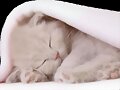 TENGO SUE&Ntilde;O