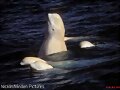 BLANCA
