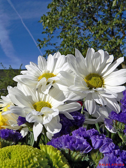 FLORES PARA MAMÁ