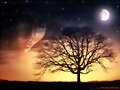 DAMA DE LA NOCHE