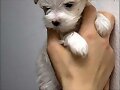 BICHON MALTES