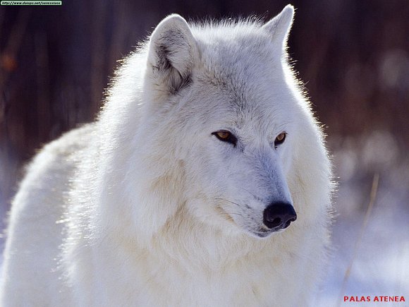 HERMOSA LOBA