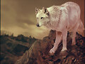 LOBOS