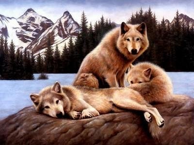 MIS AMADOS LOBOS