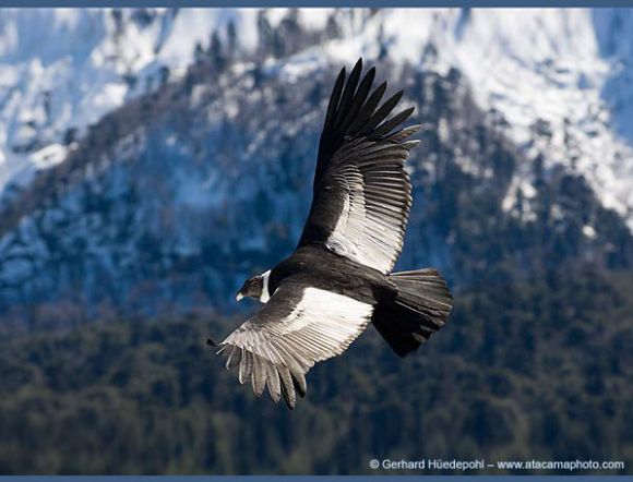 EL CONDOR