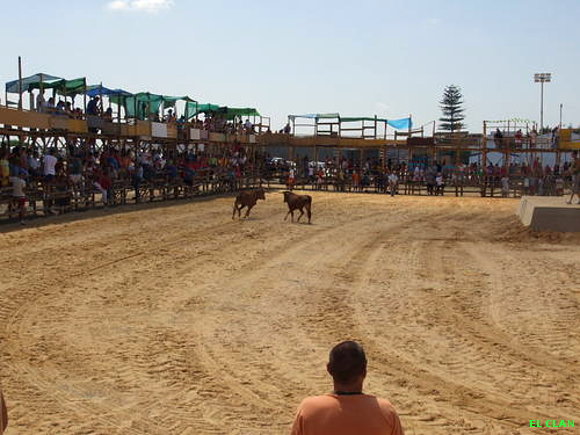 ESAS VACAS DE TRIGUEROS