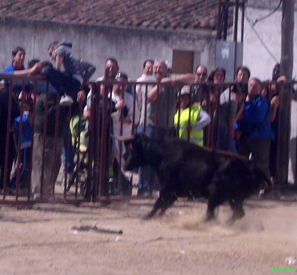 fiesta 2010 vaquillas