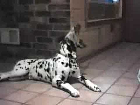 Perros que hablan