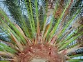 La palmera canaria