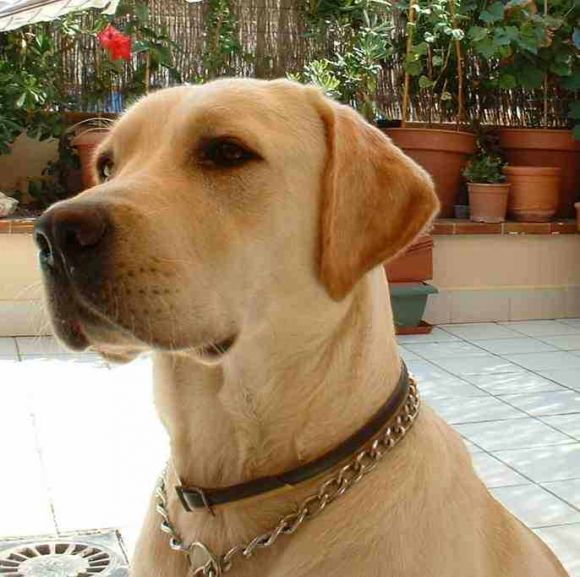 mirar a este perro es muy guay