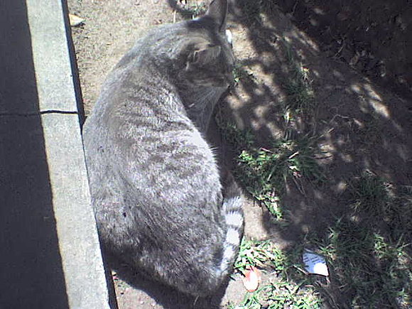 gato1