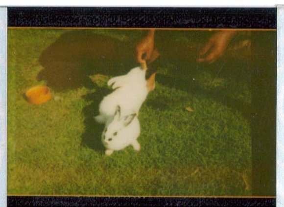 roco y tomy