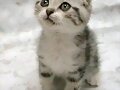 EL mas LINDO gatito y el mas tirno como yo jajajaj