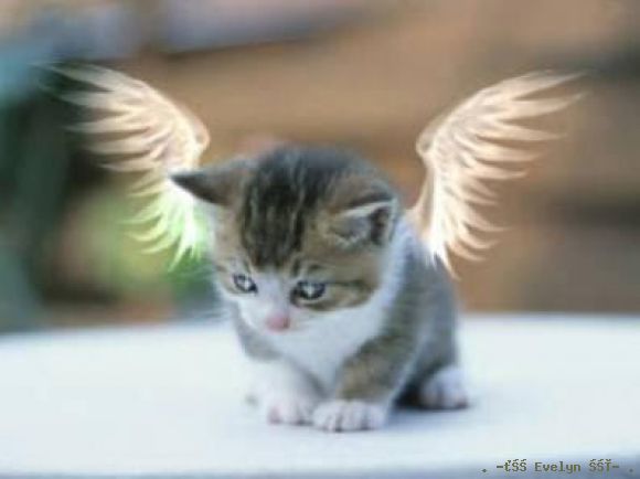 Cat Angel