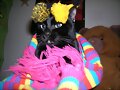 My cat