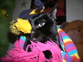 My cat 2