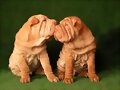 cachorros