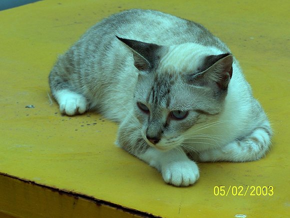 Mi gato Quenio