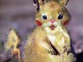 Pikachu en estado salvaje
